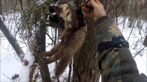 Охота на куницу. Удачно снял капканы на одном из путиков (Будни охотника и рыбака)