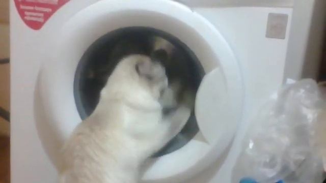 Кошка помогает стирать смотреть онлайн