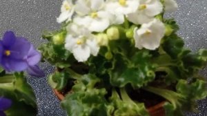 Сорти Irish Imp і Painted Silk 🌸 та трошки про мене