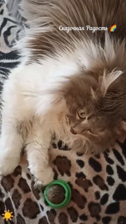 У кота Серенького кайфушки !!!