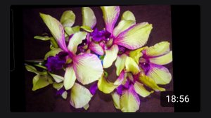 Реанимация дендробиума абсолютно без корней . Часть 1