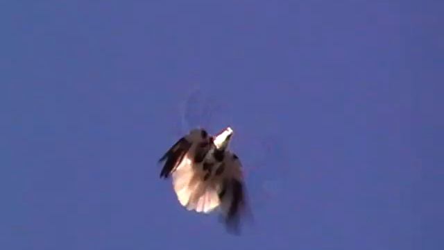 Голуби СВГ 25.01.2021 часть 1 смотреть онлайн