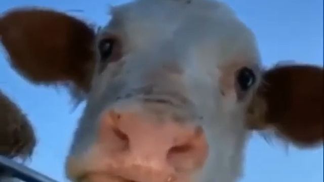 Cow looking at camera meme смотреть онлайн