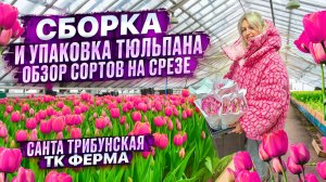 СБОРКА И УПАКОВКА ТЮЛЬПАНА 2025. ОБЗОР СОРТОВ НА СРЕЗЕ