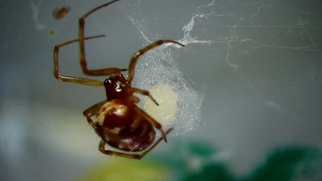 Triangulosa Laying egg real time close up смотреть онлайн