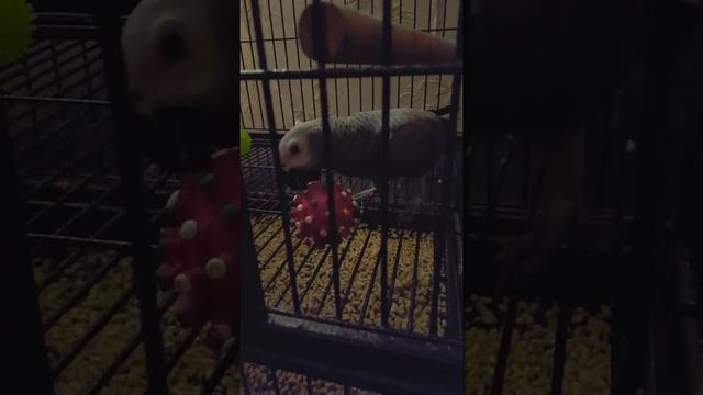 Мирон, 5 месяцев. Жако. смотреть онлайн