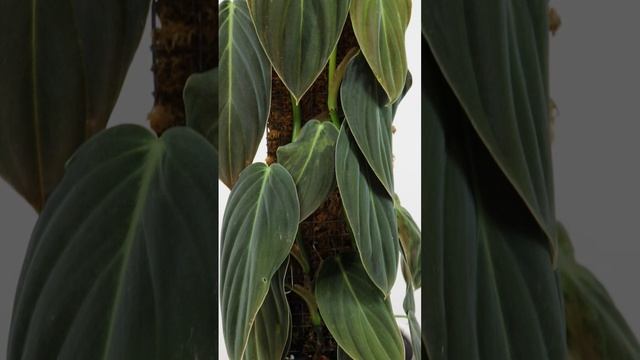 philodendron gigas 3 weeks result of training #indoorplantcare #indoorplantlover #plantcare
