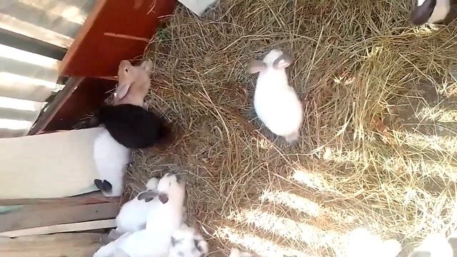 новости двора приобретение крола , всем доброго дня смотреть онлайн