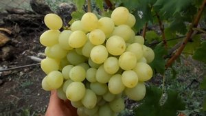 Виноград Ермак 2015 (Панченко)