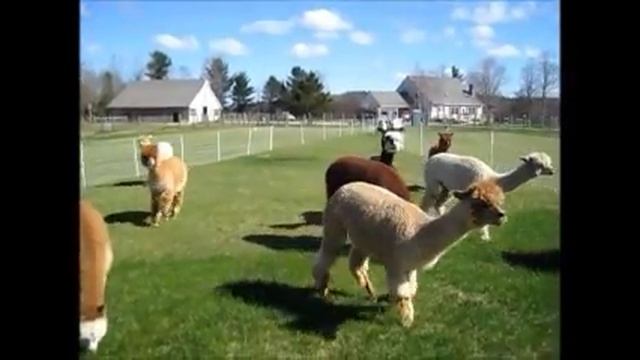 Pastures of Fire смотреть онлайн