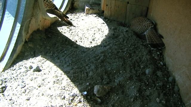 Ухаживание - 1 смотреть онлайн