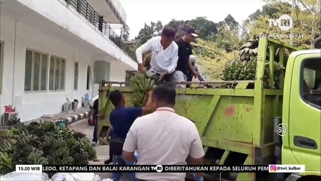 12 JANUARI 2023    WARGA PERBATASAN JUAL PISANG NIPAH KE MALAYSIA