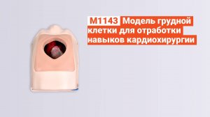 М1143 - Модель грудной клетки для отработки навыков кардиохирургии