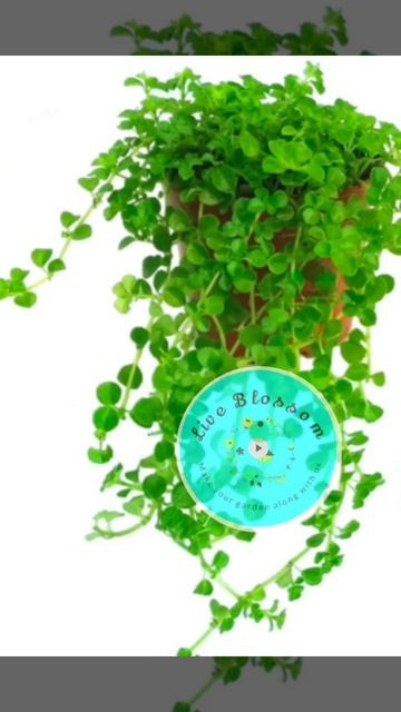 Top 10 hanging plants for vertical gardening / balcony gardening #shorts #trendingshorts