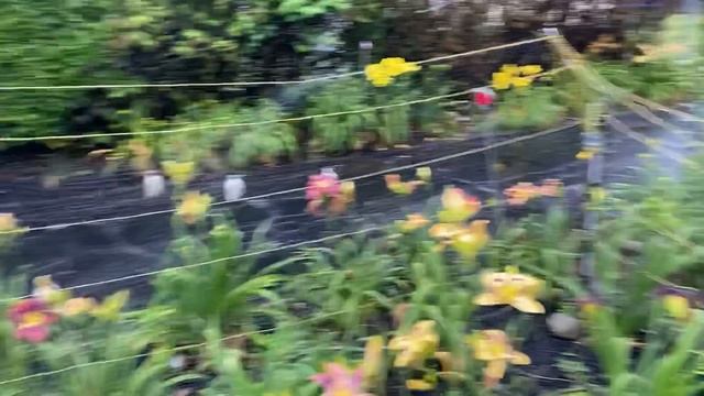 Lewis Daylily Garden 7-11-20 смотреть онлайн