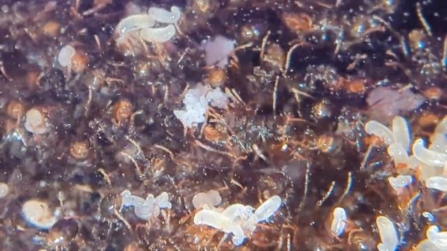 Pheidole Rhea update 8: catastrophic losses смотреть онлайн