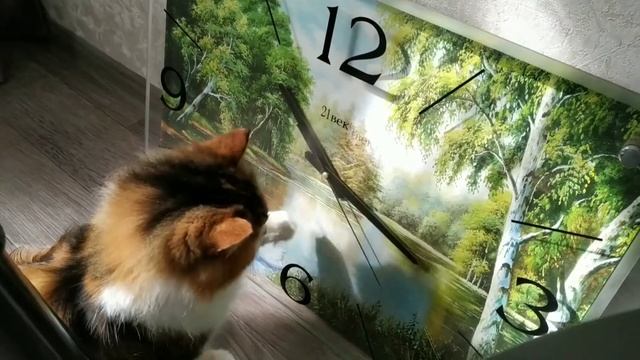 ПУШИНКА ловит стрелку от часов #кошка #смешныеживотные #приколысживотными смотреть онлайн