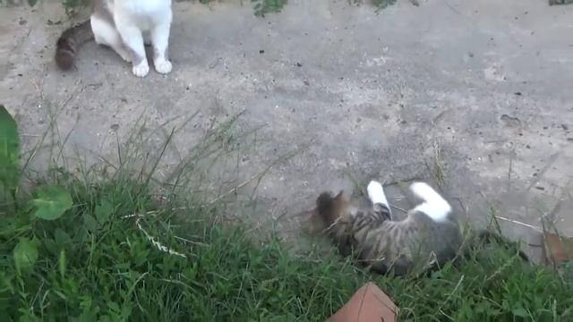 Забавные коты. Воспитание. смешные коты, смешное видео, funny animals смотреть онлайн