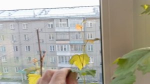 Виноград Красноярска. Сергей Будрис.8-902-980-79-86.