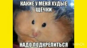 Сборник мемов про хомяков №1