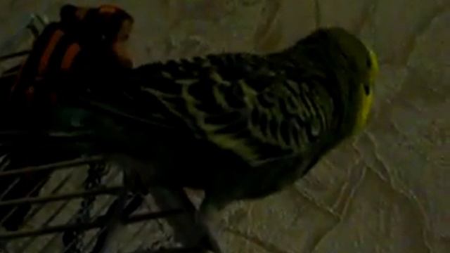 попугай взорвавший интернет бомба смотреть онлайн