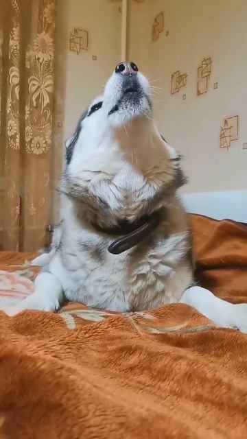 Хаски Кай немножко загрустил смотреть онлайн