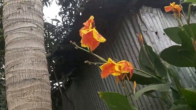 canna yellow king humbert flower смотреть онлайн