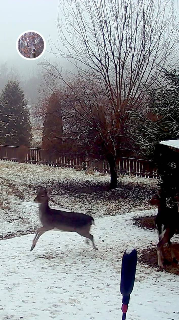 олененок пугается и скачет со двора #лань #животные #deervader