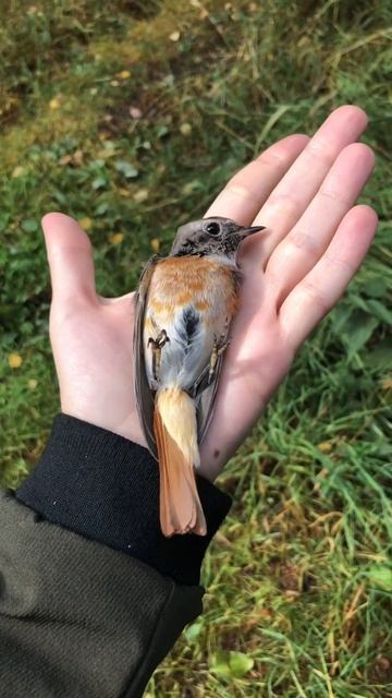 Кольцевание горихвостки смотреть онлайн