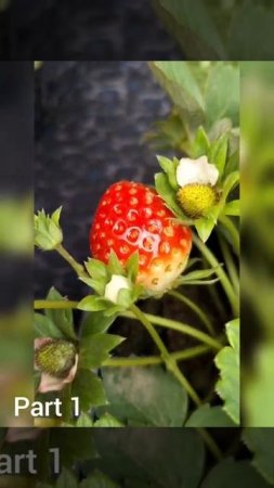 strawberry plants # short # video #  YouTube # all in one