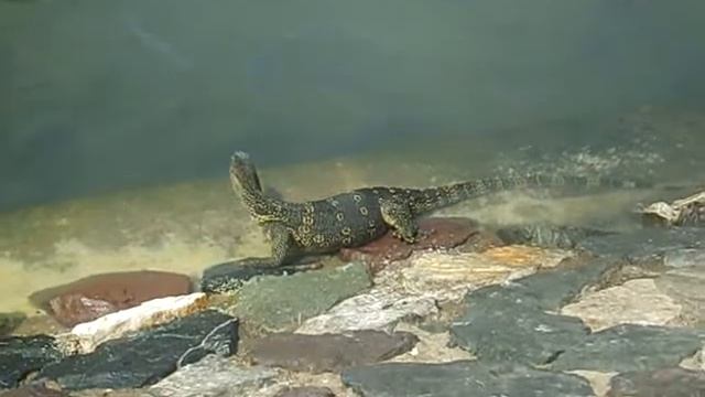 Ящерка сбежала смотреть онлайн