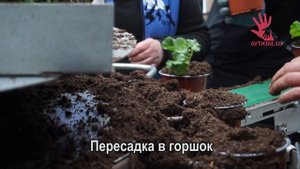 Профессия Цветовод