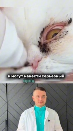 Гигиена глаз у животных