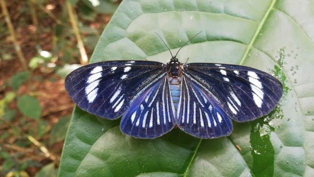 Mariposa de amazonas, Venezuela. смотреть онлайн