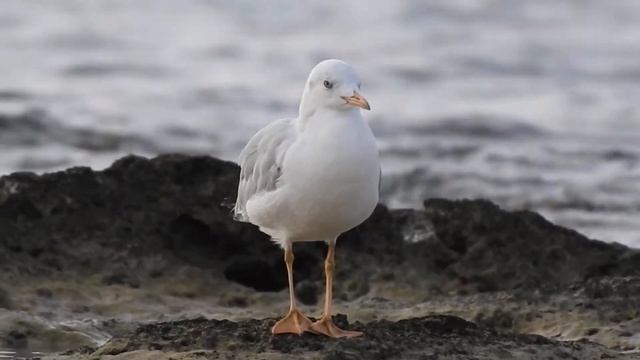 Slender-billed Gull, Gabbiano roseo (Chroicocephalus genei) смотреть онлайн