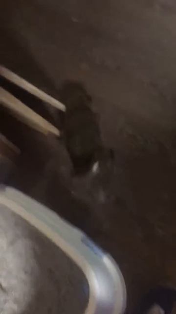 Лис Квант радуется всему смотреть онлайн