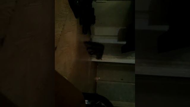 Играю с кошкой;)!?!?!! смотреть онлайн