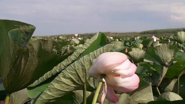 Прогулка на катере по озеру у города Голубицкая😎 смотреть онлайн