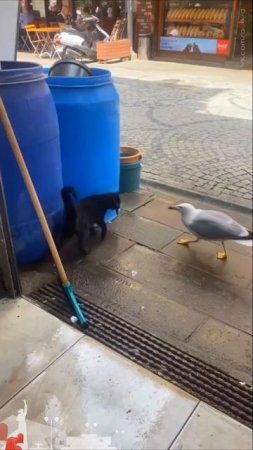 Новороссийск. Здесь чайки настолько суровые, что отбирают рыбу у котов. 😹
