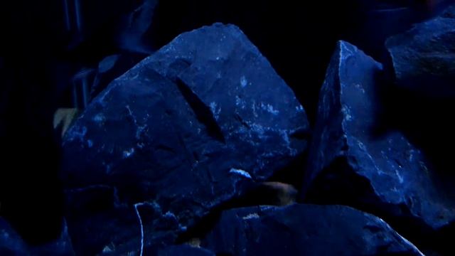 Synodontis Petricola Catfish смотреть онлайн