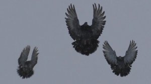 Журавль в руках, синица в небе.