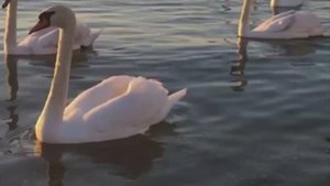 Море.Лебеди.Лунная соната.
В.Моцарт