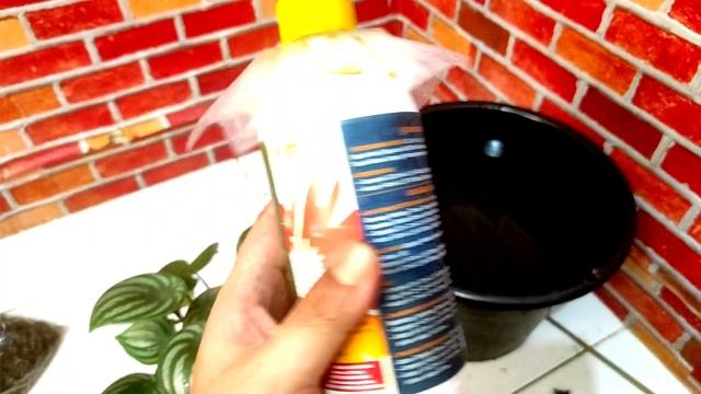 Cara mudah menanam peperomia semangka agar subur смотреть онлайн