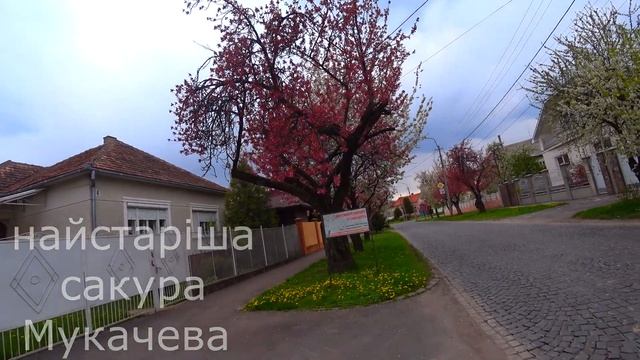 Сакура-рейс 2021 смотреть онлайн