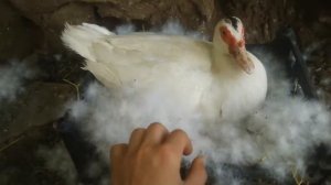Отличия ново вылупленого  индоутёнка и крякоюшего утёнка . Рякция индоутки на кота.