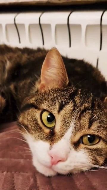 - Ты снова на работу?😾Скажи уж честно, что у тебя там другой кот! смотреть онлайн