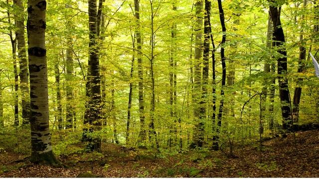 путешествие чайки смотреть онлайн