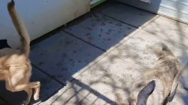 Новый вольер для молодежи смотреть онлайн