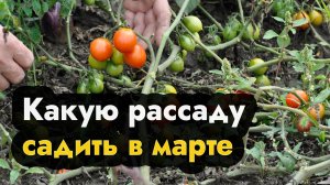 Какую рассаду сажать в марте  - посадить рассаду в марте в Сибири, на Урале и Дальнем Востоке