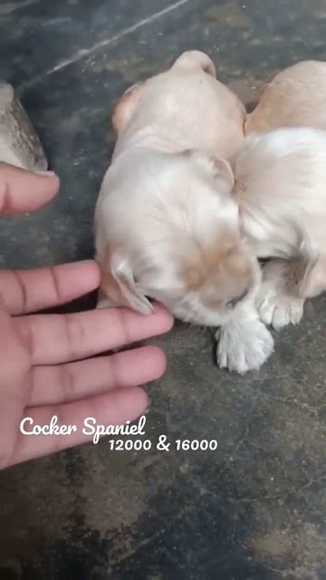 Cocker Spaniel @SriSaiPetWorld смотреть онлайн